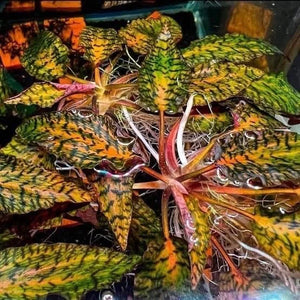 Cryptocoryne Nurii 'Tiger' sale
