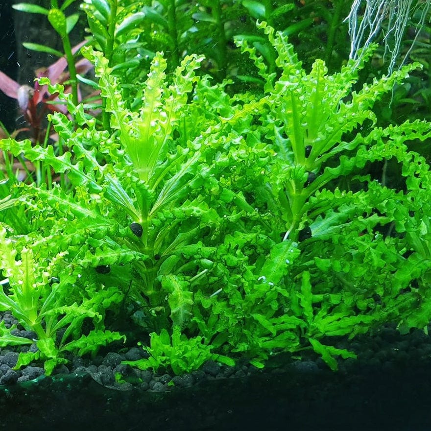 Pogostemon Helferi For Sale
