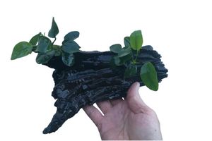 Anubias Plant on Driftwood