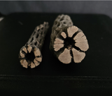 Cholla Wood aquarium