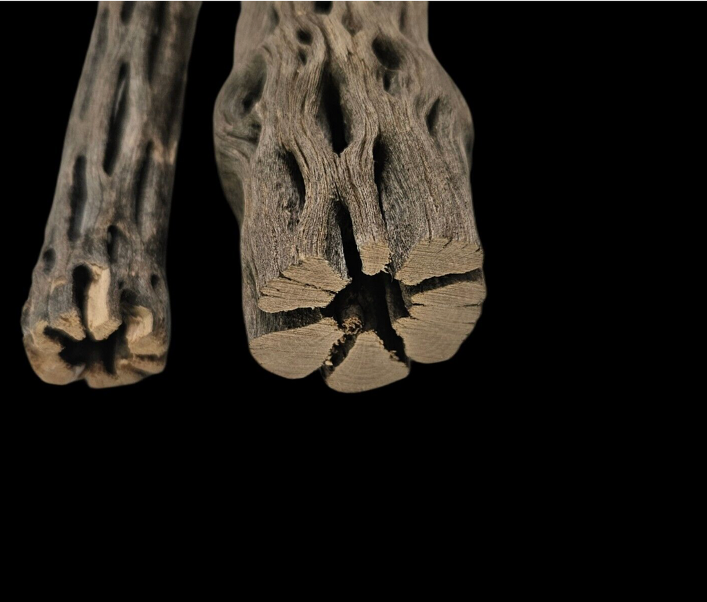 Cholla Wood aquarium