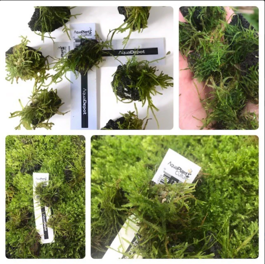aquarium moss stones