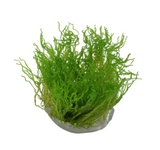 Flame Moss (Tissue Culture)