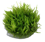 Weeping Moss Tissue Culture