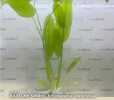 Echinodorus Radican Sword