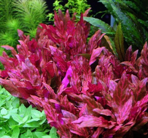 Alternanthera Rosanvervig