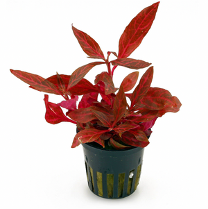Alternanthera Rosanvervig