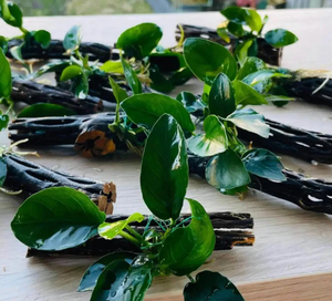 Anubias Plant on Driftwood
