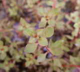 Super Red Ludwigia