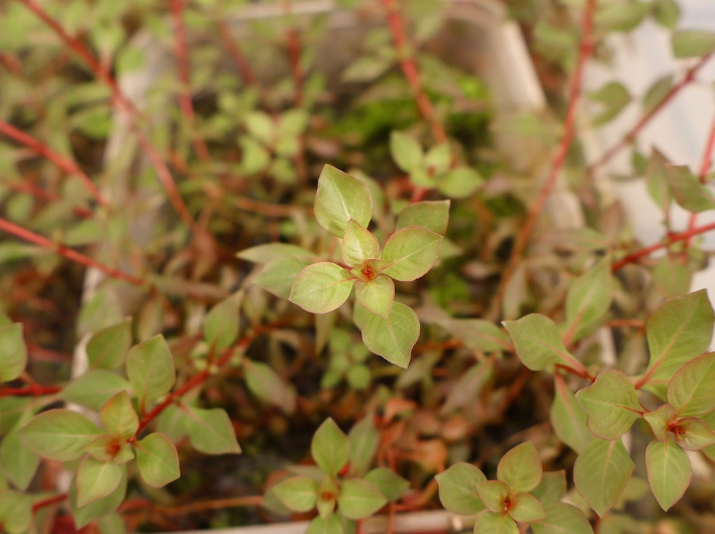Super Red Ludwigia