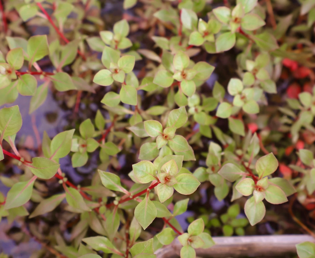 Super Red Ludwigia