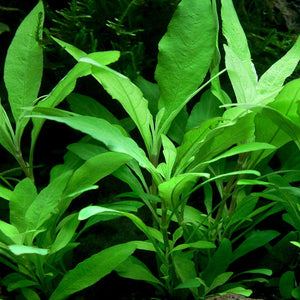 Hygrophila Corymbosa 'Kompakt'