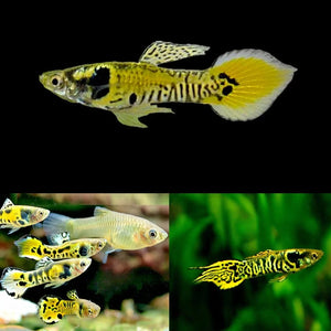Tiger Endler Guppy in aquarium