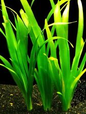 Giant Vallisneria
