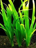 Giant Vallisneria