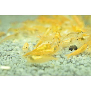 Yellow Cherry Shrimp