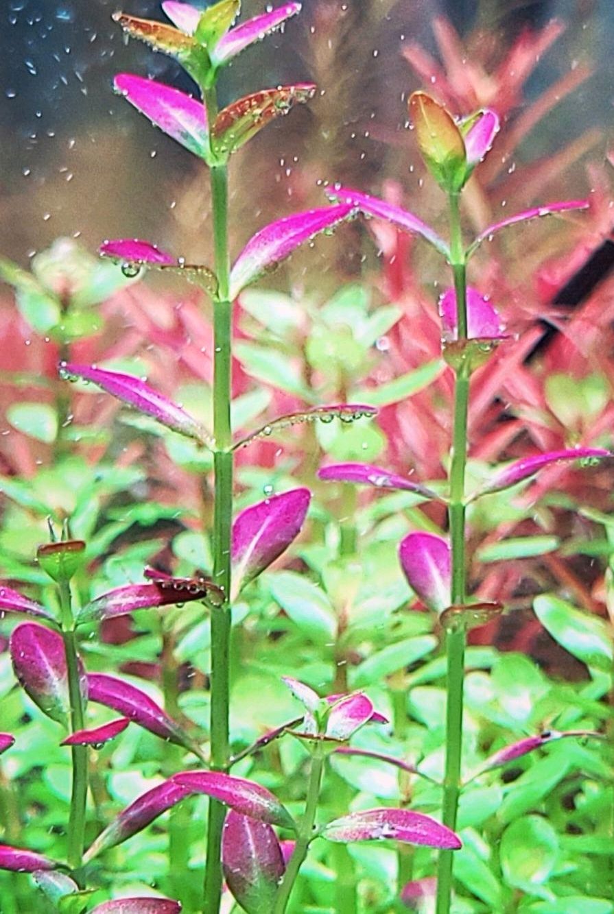 Rotala Ramosior Florida