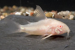 Albino Corydoras in aquarium