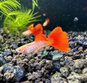 Albino Snakeskin Guppy