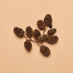 Alder Cones