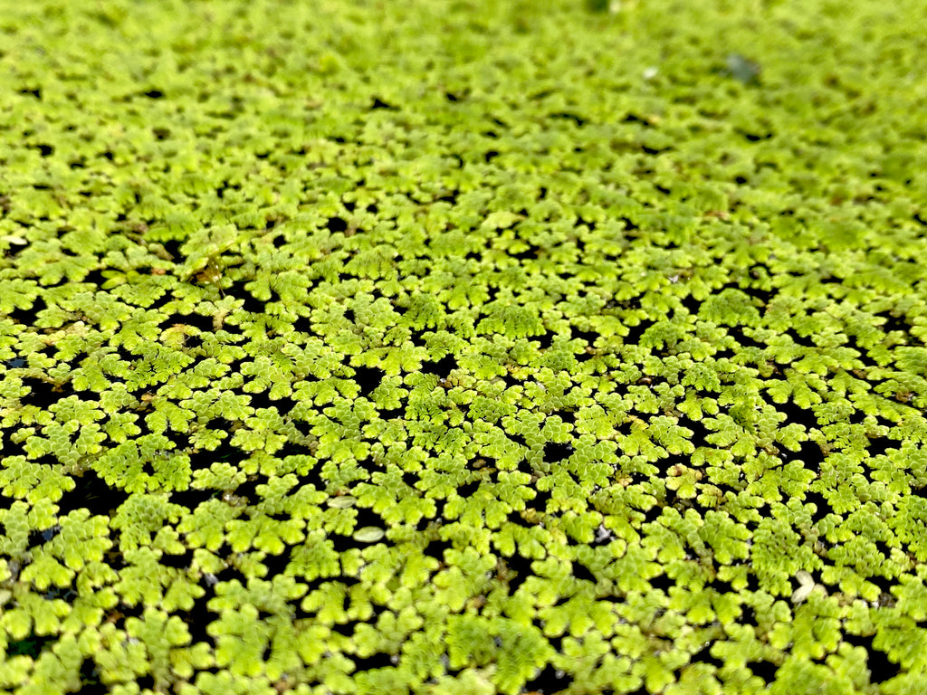 azolla filiculoides