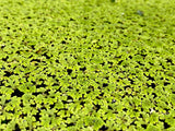 azolla filiculoides