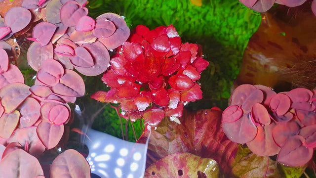 Ludwigia Sedoides