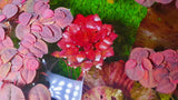 Ludwigia Sedoides