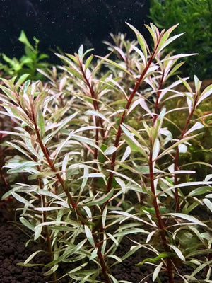emersed Ludwigia White