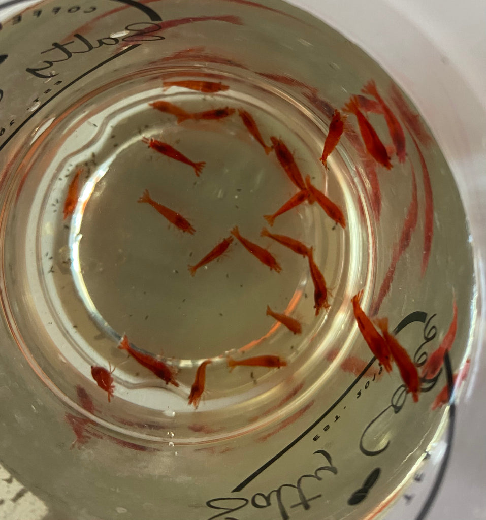 Bloody Mary Cherry shrimp