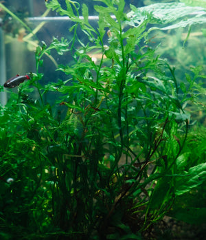 Bolbitis Heudelotii in aquarium