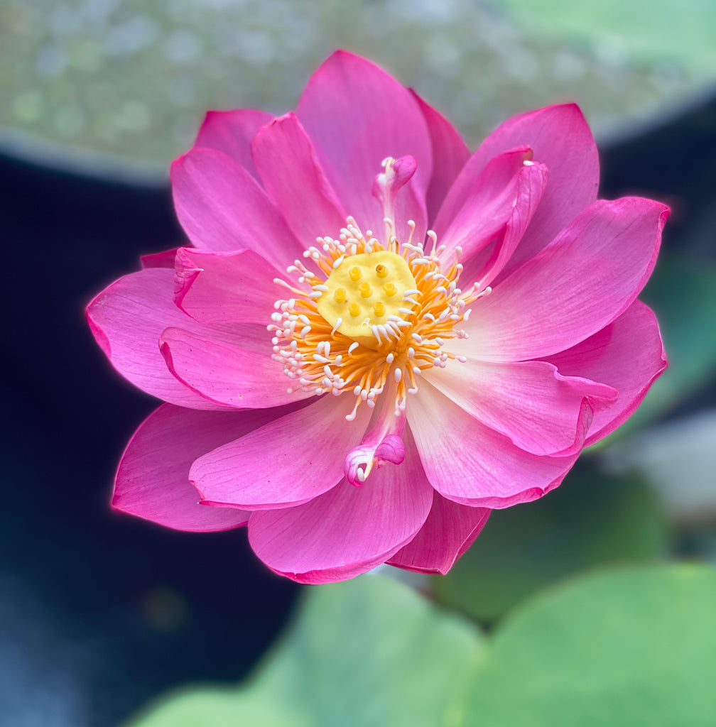 bowl lotus