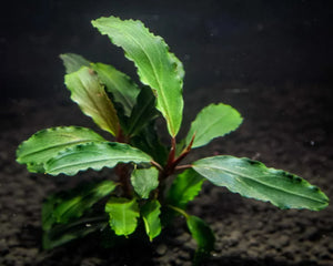 Bucephalandra Sp. Emerald