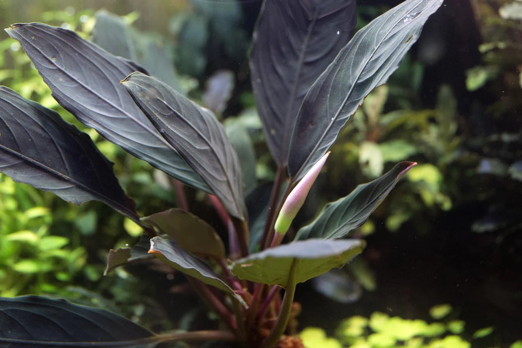 Bucephalandra Skeleton King - Buce Plant For Sale Australia
