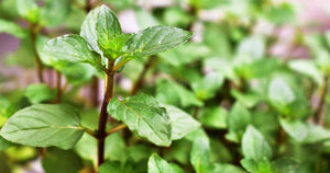 Chocolate Mint Herb
