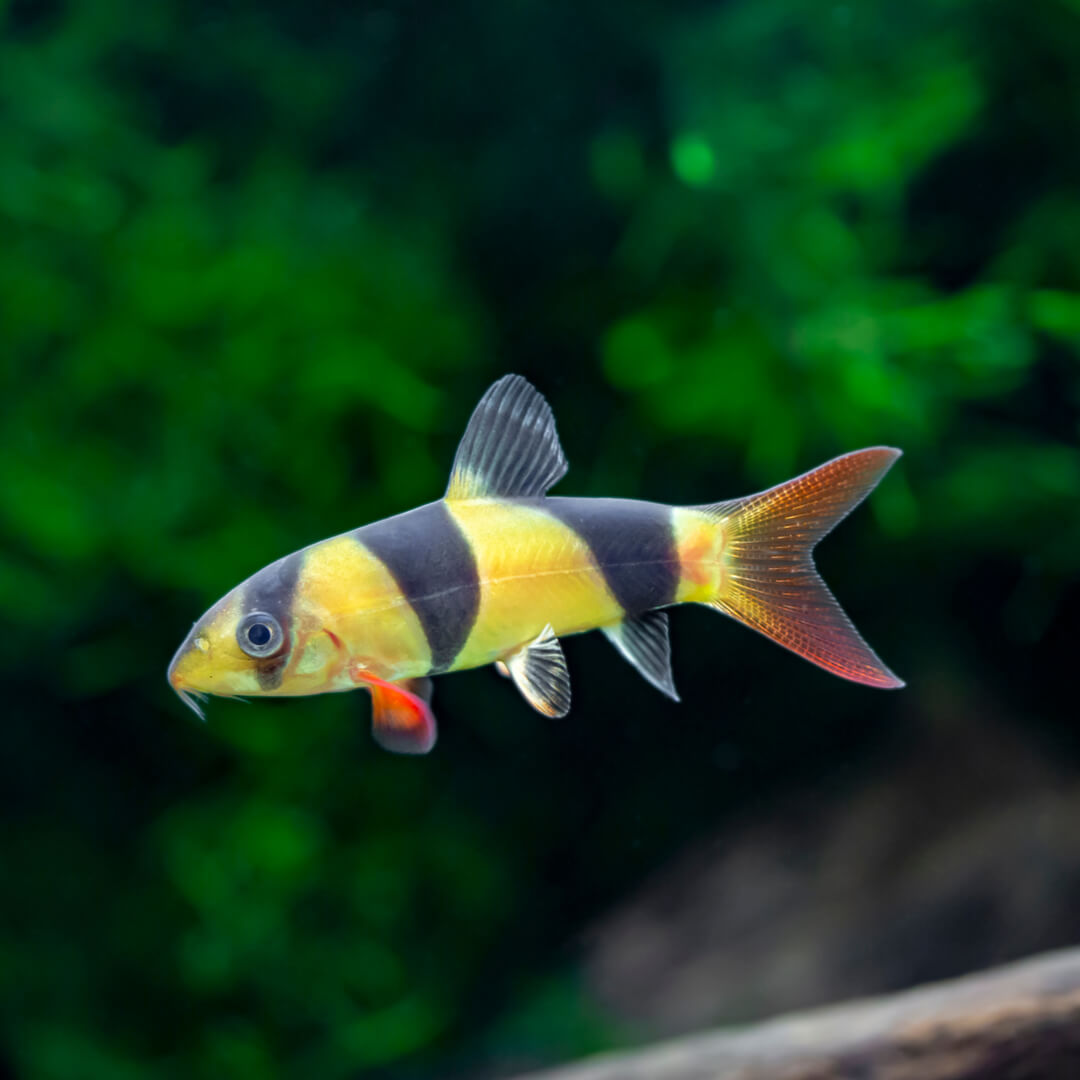 Buy Clown Loach Colorful Freshwater Fish for Sale