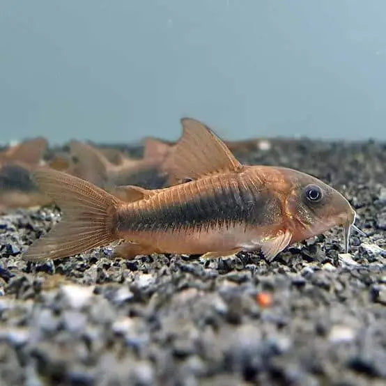 Bronze Corydoras