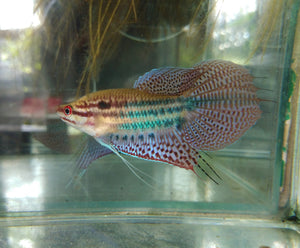 Croaking Gourami