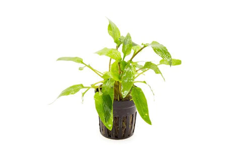 Cryptocoryne 'Green'