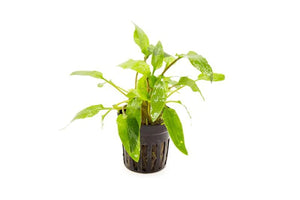 Cryptocoryne 'Green'