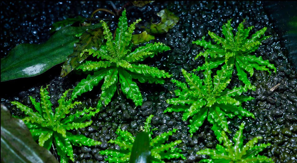 Pogostemon Helferi For Sale