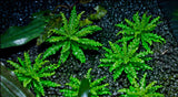 Pogostemon Helferi For Sale