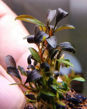 Rare Bucephalandra Brownie 'Purple' Pups
