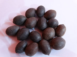 Lotus Seeds for Ponds