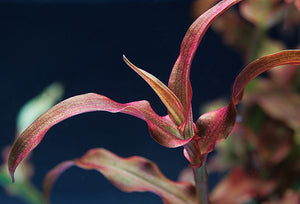 Murdannia Engelsii
