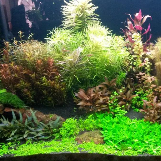Submerged Plant Pack
