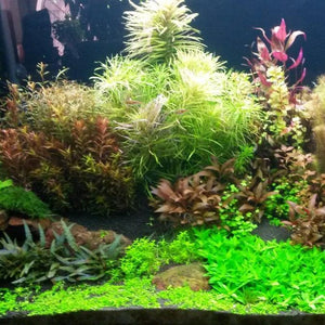 Submerged Plant Pack