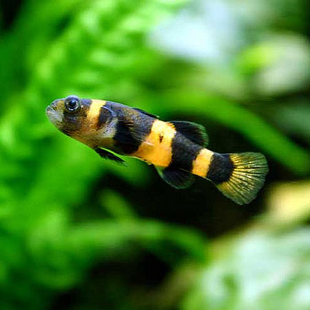 DWARF BUMBLE BEE GOBY