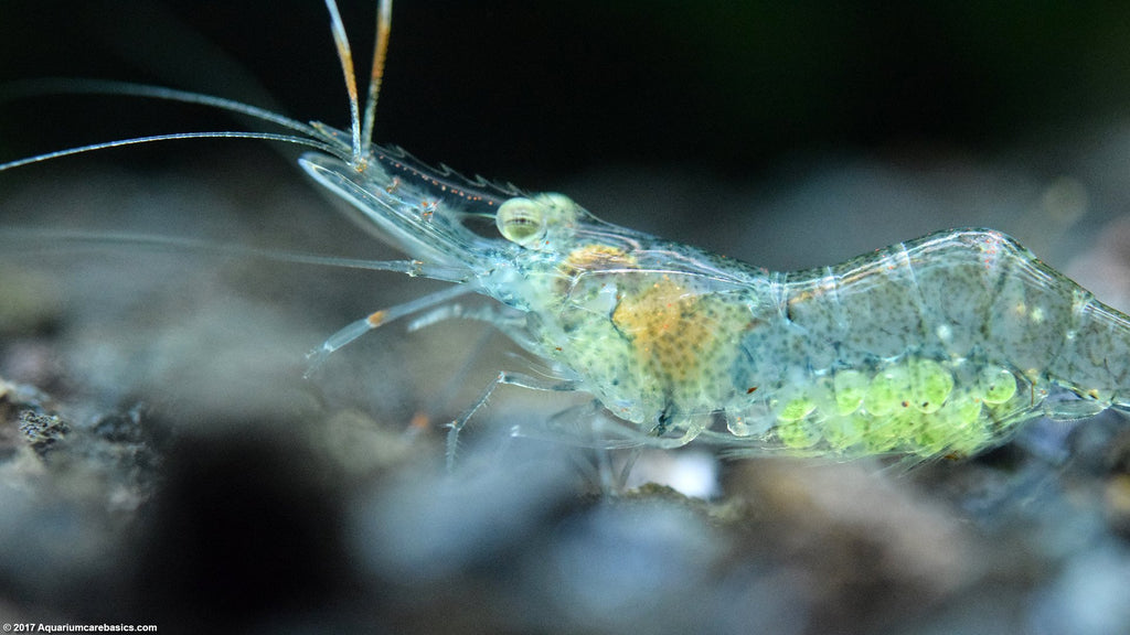 Ghost Shrimp berried
