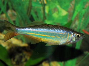 Giant Danio